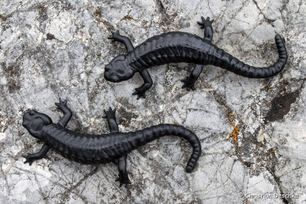 001_Alpensalamandermodell