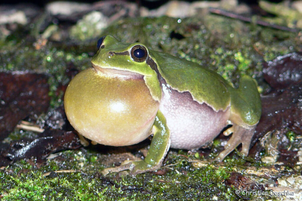 001_Amphibienprojekt