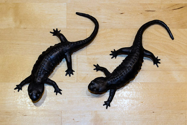 001_Feuersalamandermodell