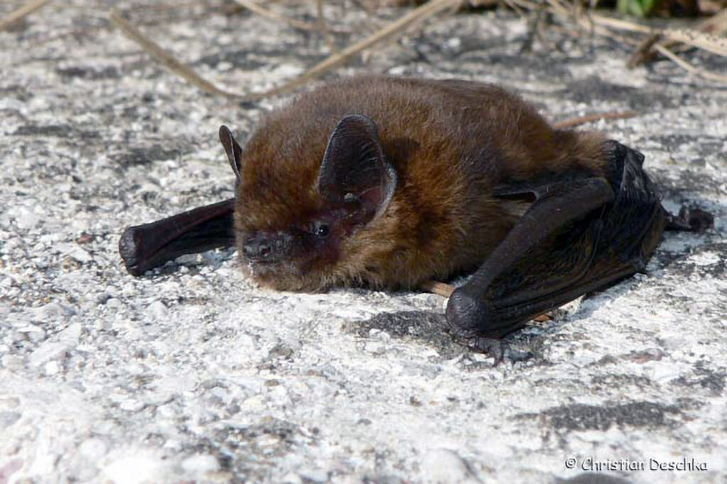 001_Fledermausprojekt