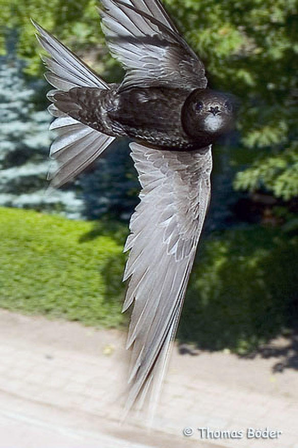 001_Mauerseglerprojekt