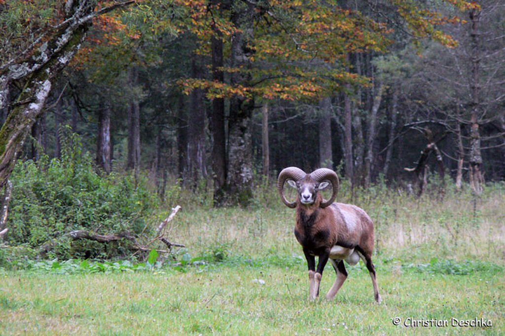 001_Mufflon