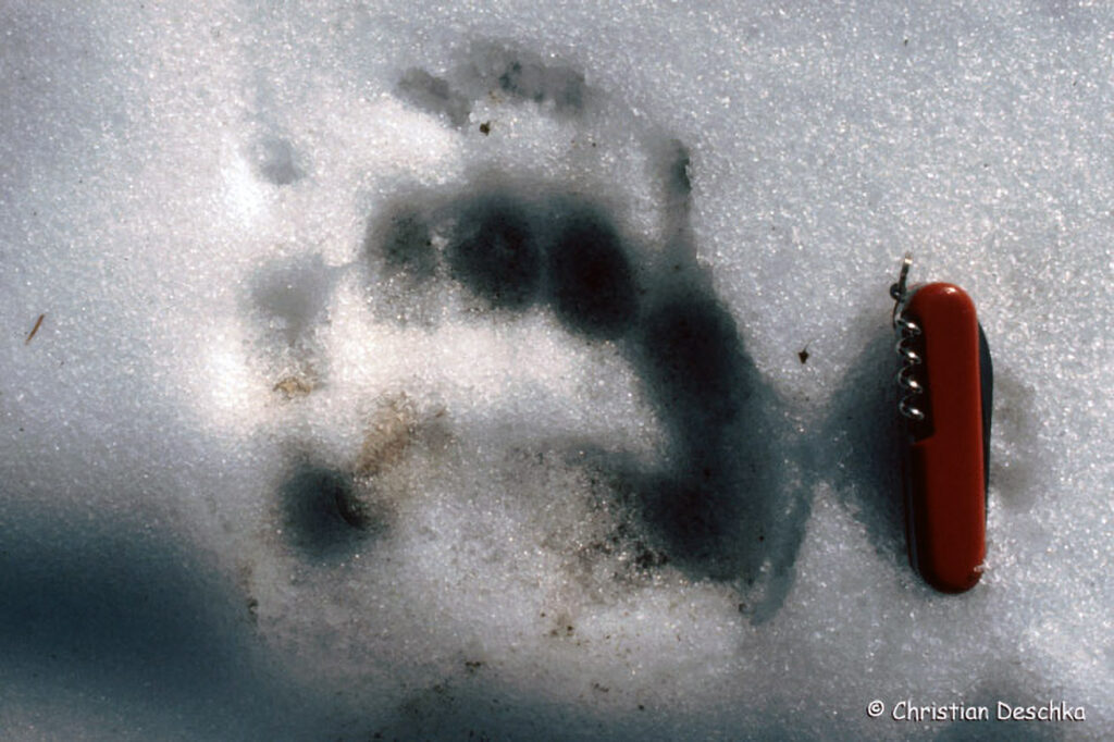001_Tierspuren-Fotos