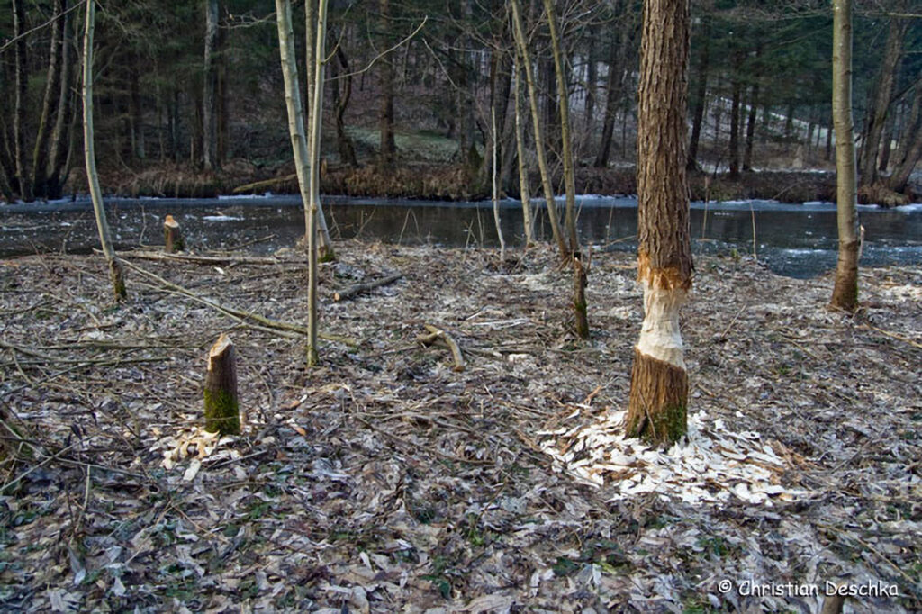 001_Tierspuren-im-Schnee