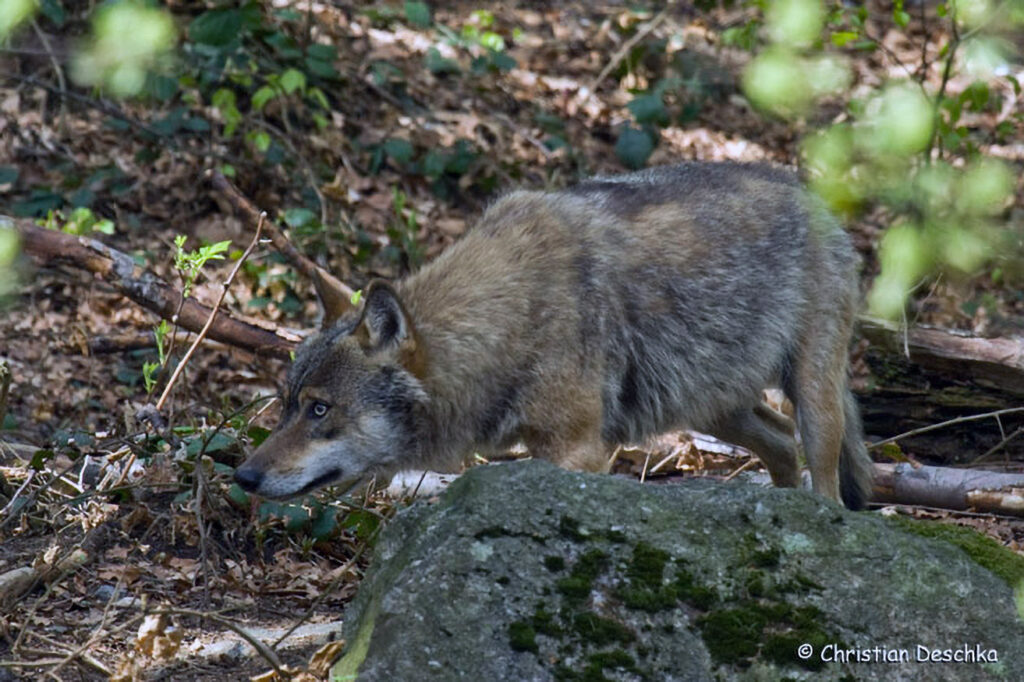 001_Wolf