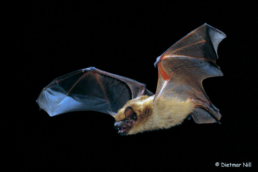 Abendsegler (Nyctalus noctula), noctule bat
