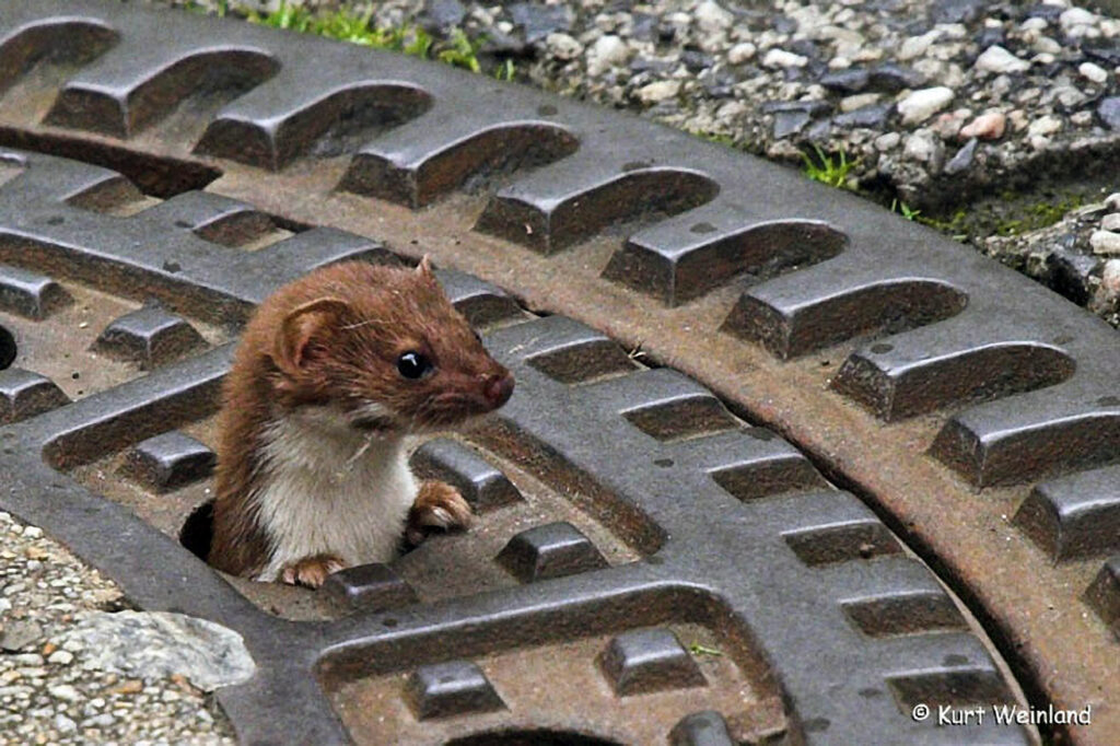 002_Mauswiesel
