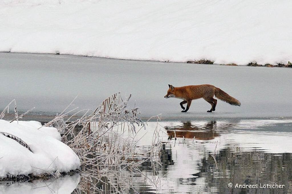 002_Rotfuchs