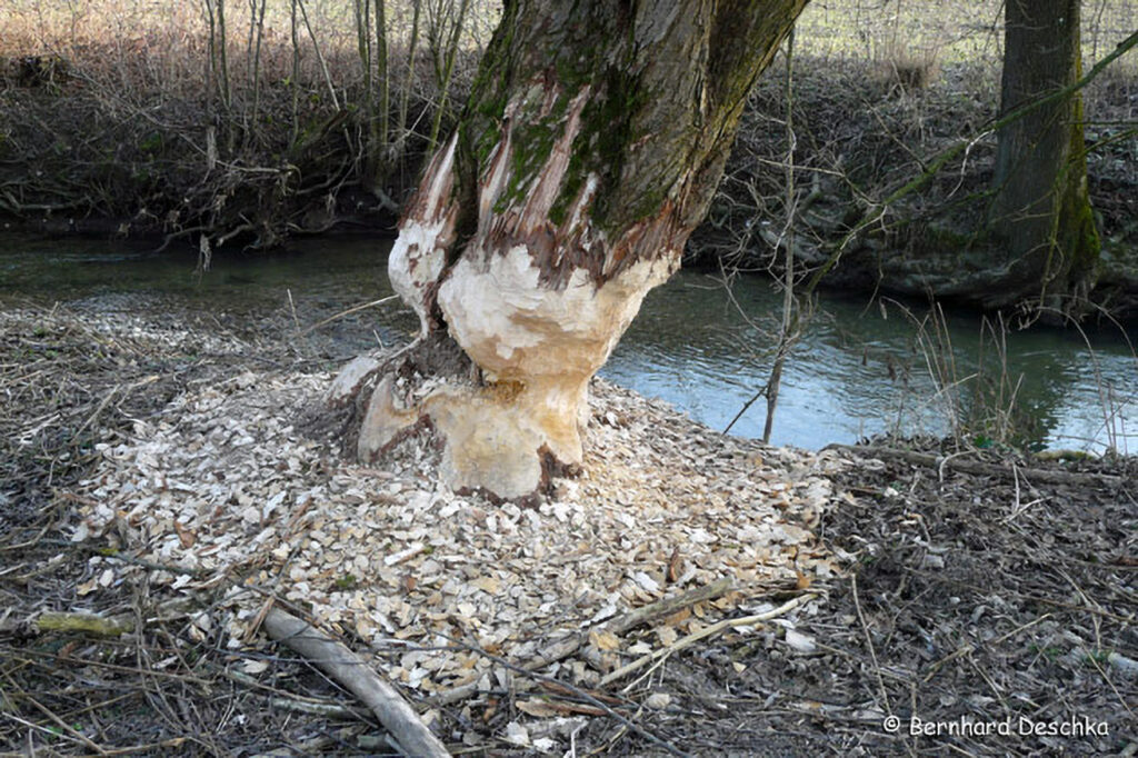 002_Tierspuren-im-Schnee