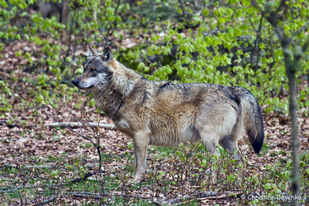 002_Wolf