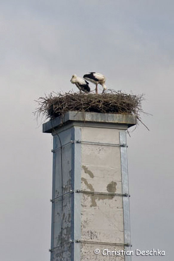 003_2_Voegel-an-Gebaeuden