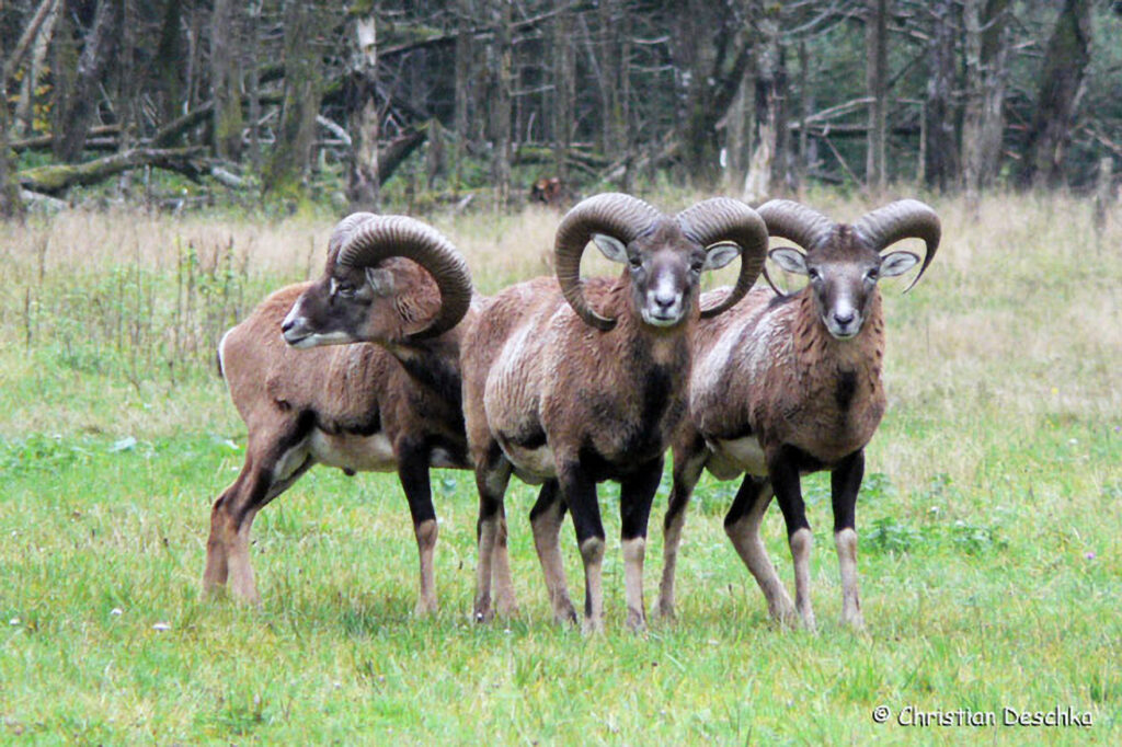 003_Mufflon