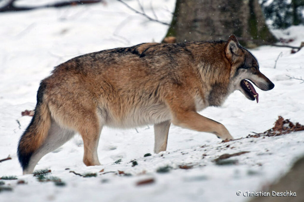 003_Wolf