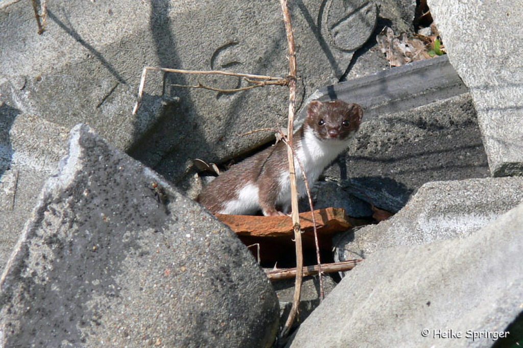 004_Mauswiesel