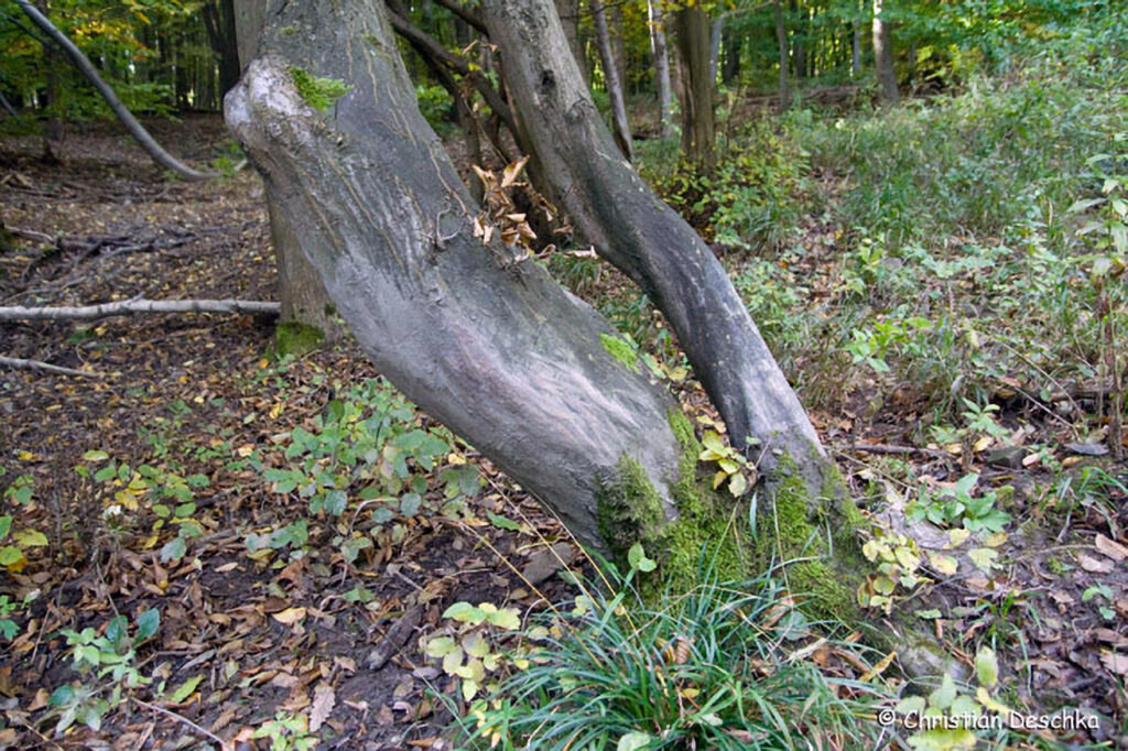 004_Tierspuren-Fotoquiz