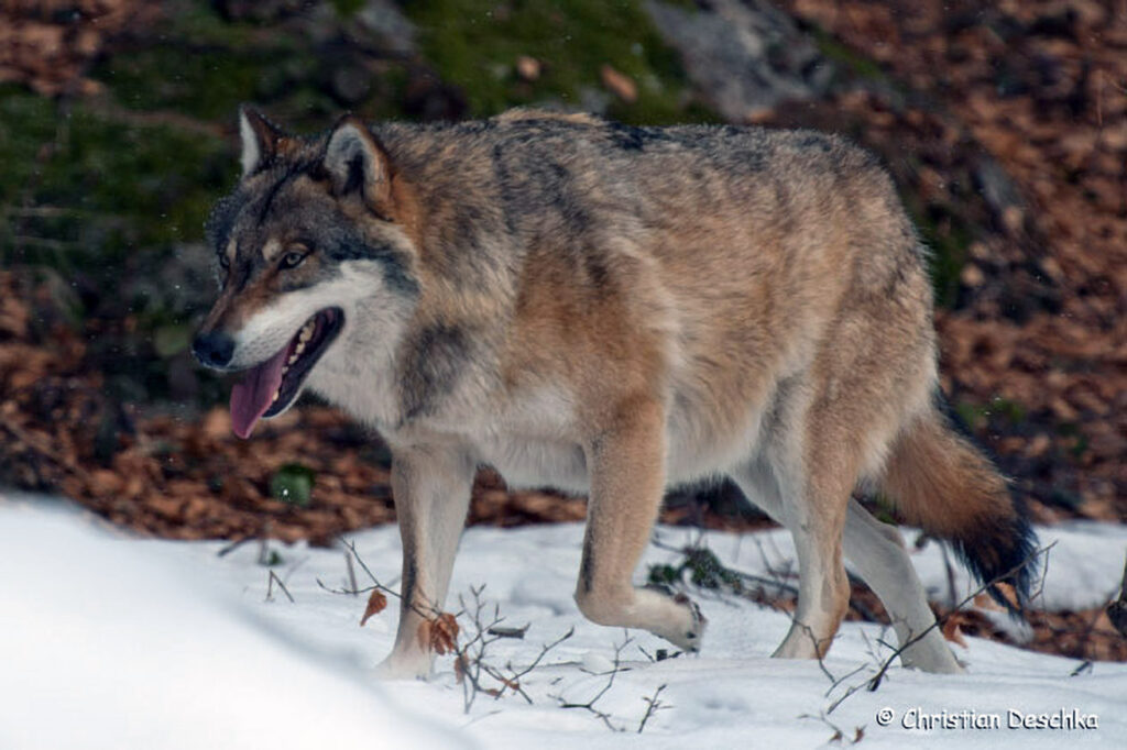 004_Wolf