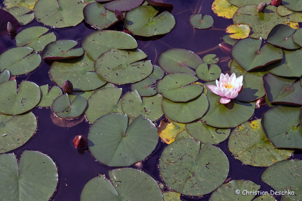 005_Fisch-und-Wasserpflanzenweg