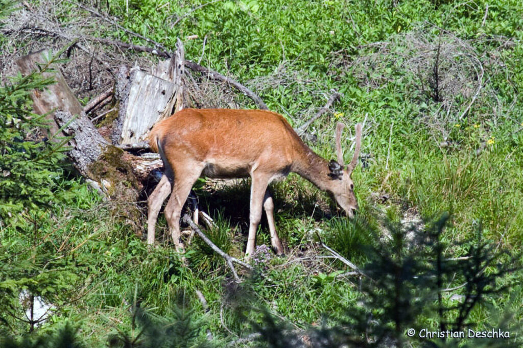 005_Rothirsch