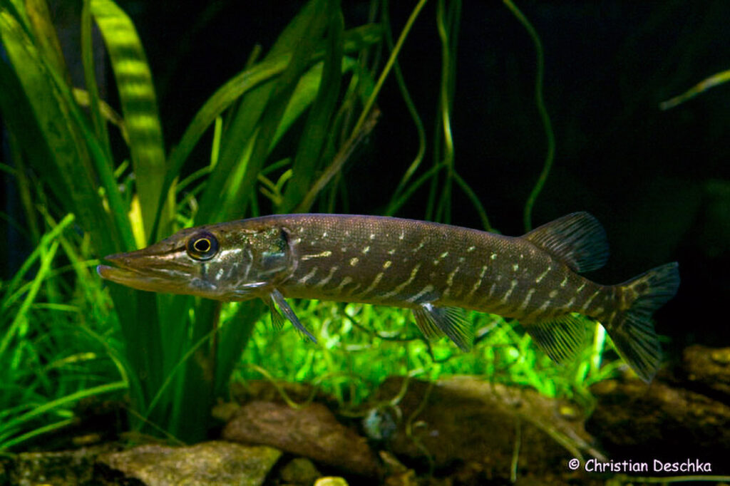 005_Unterwasserreich