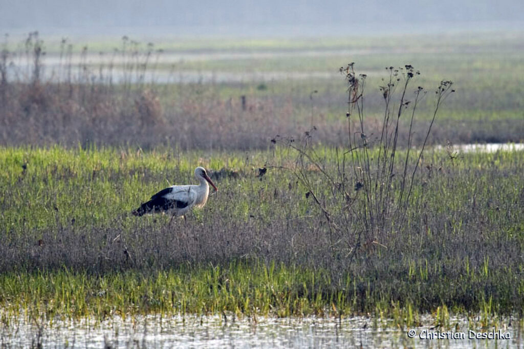 005_Voegel-an-Gebaeuden