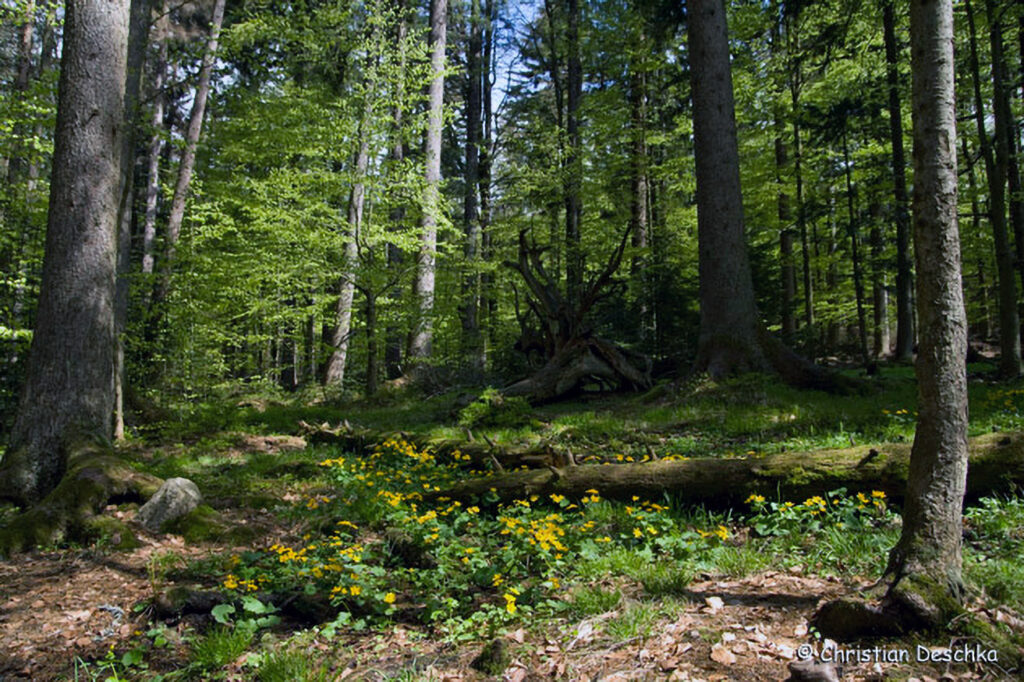 006_Kulturlandschaft