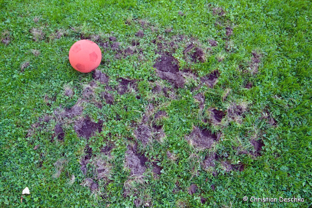 006_Tierspuren-Fotos