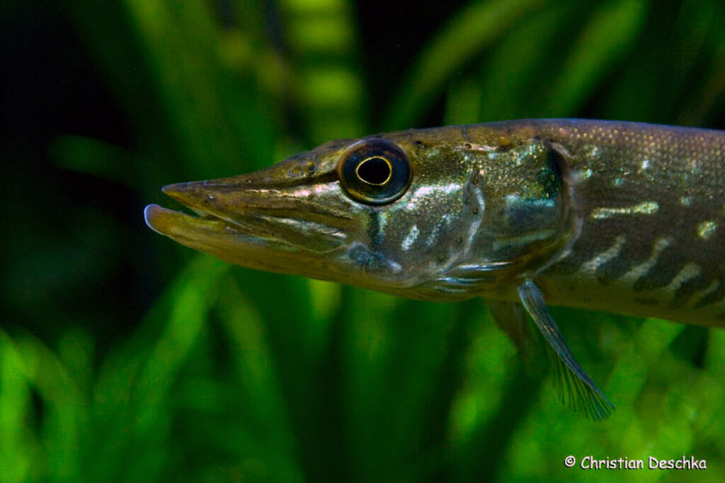 006_Unterwasserreich