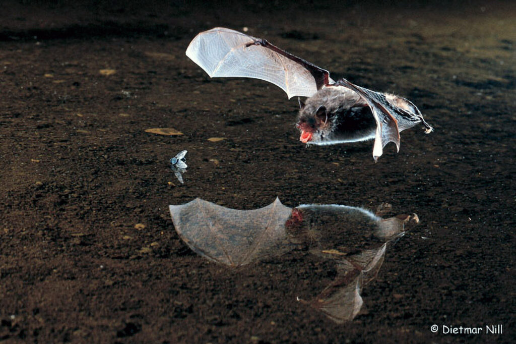 • NaturBildService
• Michael Hirning
• Gartenstr 8  (Öschingen)
• 72116 Mössingen (BRD)
• Tel 07473/921170
• Fax 07473/272505
• Mobil 01718388137