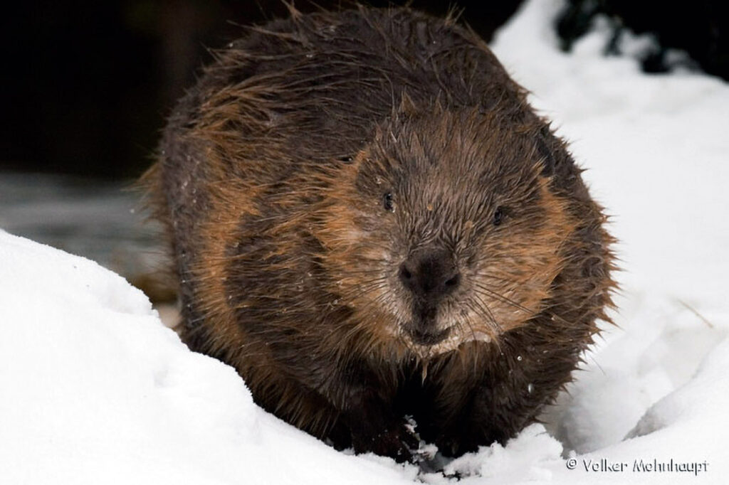 007_Tierspuren-im-Schnee