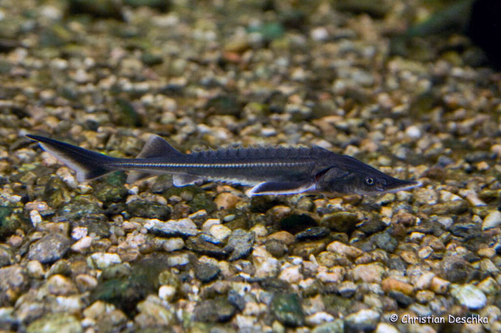 007_Unterwasserreich