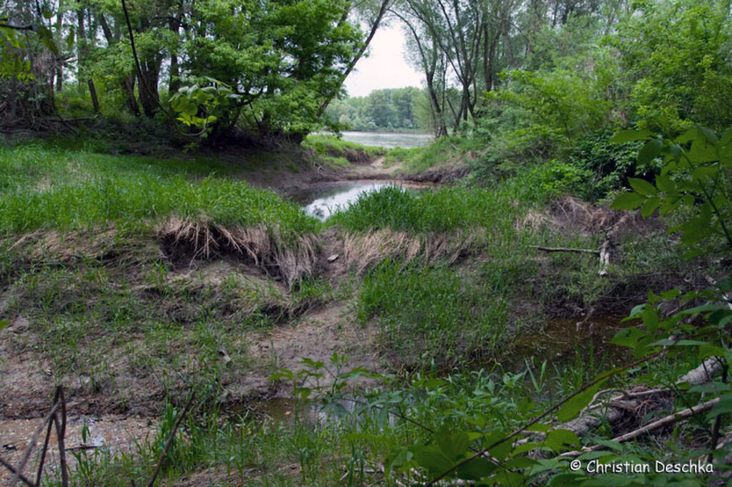 008_Amphibienprojekt