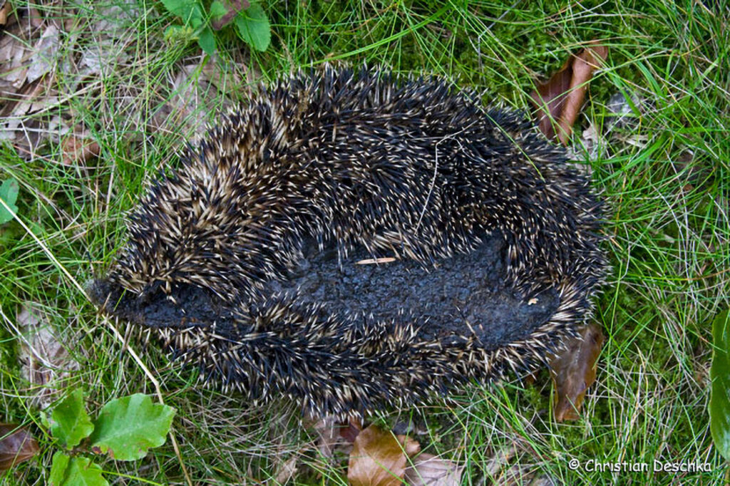 008_Igel