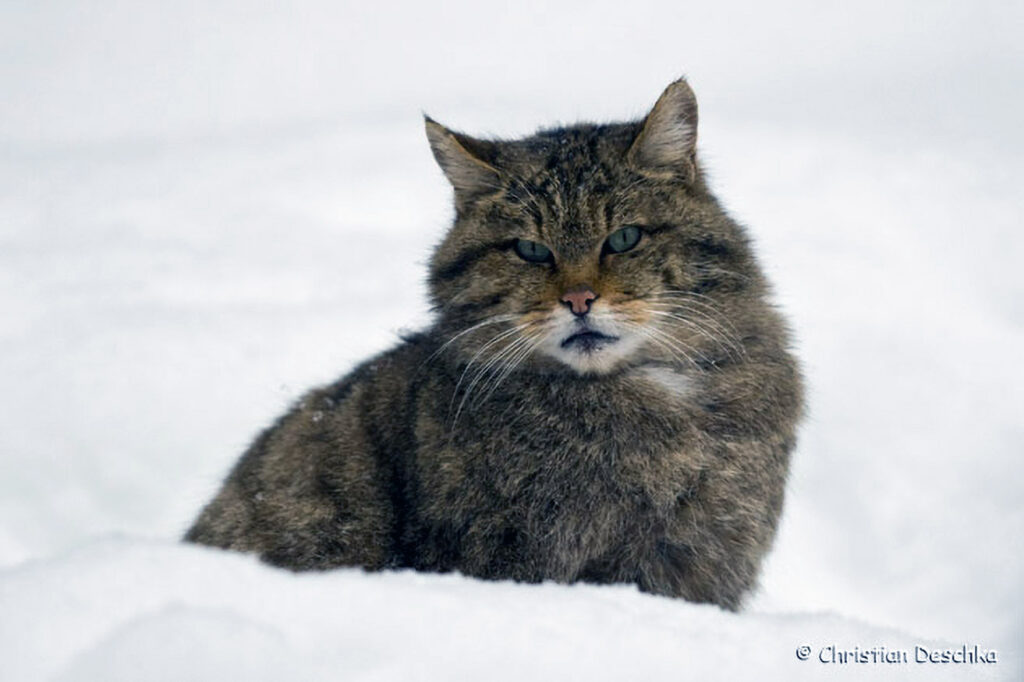 008_Wildkatze