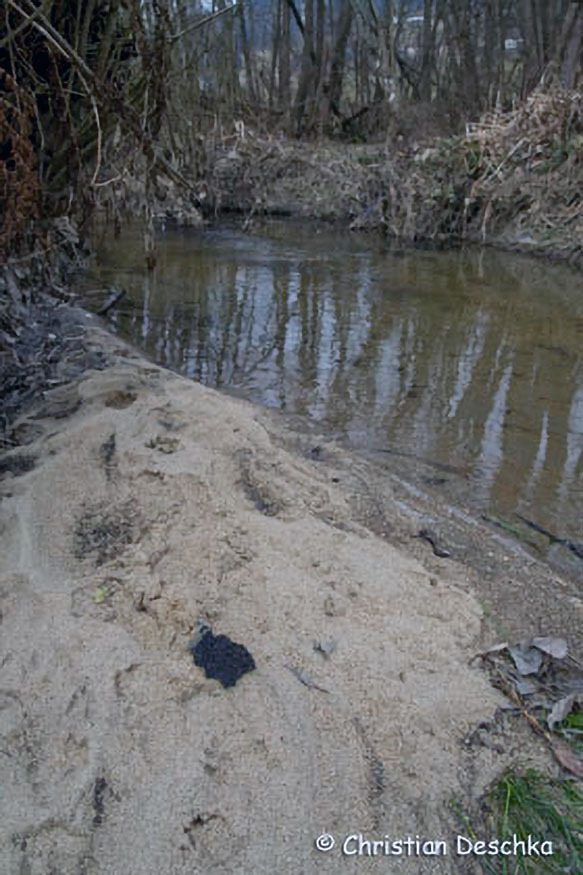 009_2_Tierspuren-im-Schnee