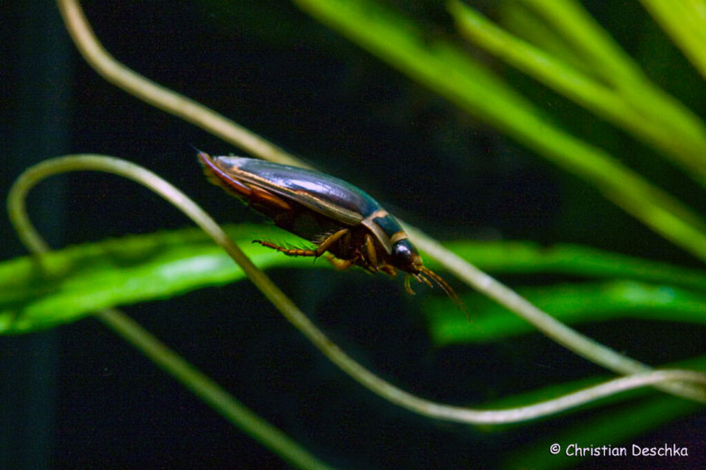 009_Unterwasserreich