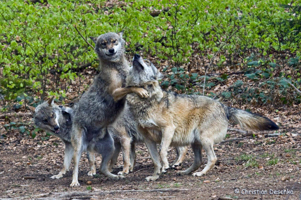 009_Wolf