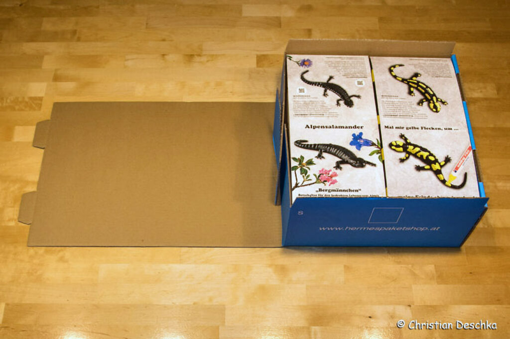 010_Alpensalamandermodell