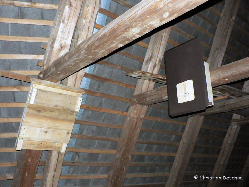 010_Fledermausprojekt