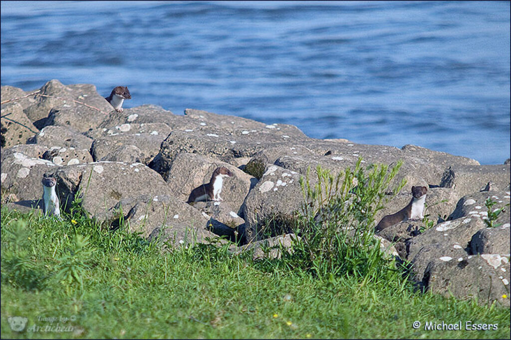 Hermeline am Rheinufer im Rheinbogen von Monheim am Rhein
