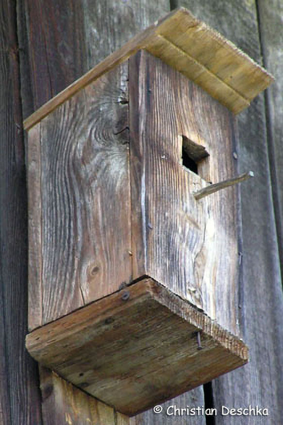 010_Mauerseglerprojekt