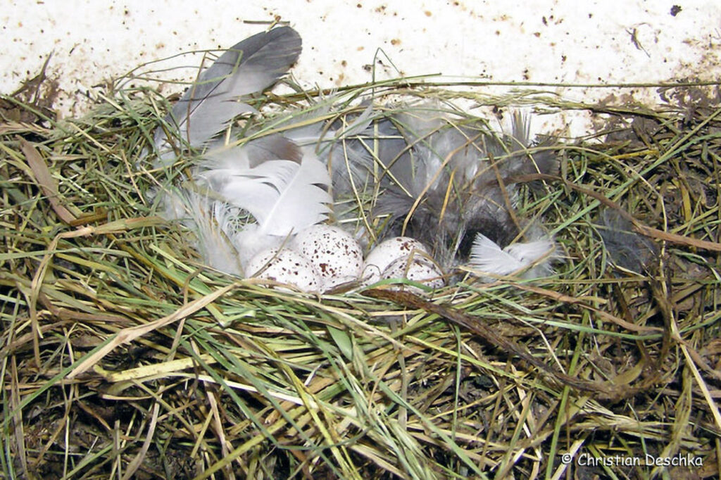 010_Voegel-an-Gebaeuden