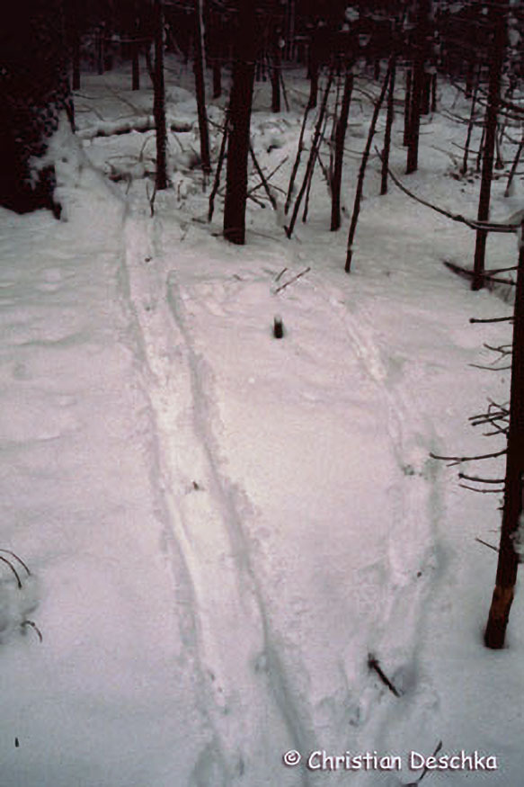 011_2_Tierspuren-im-Schnee