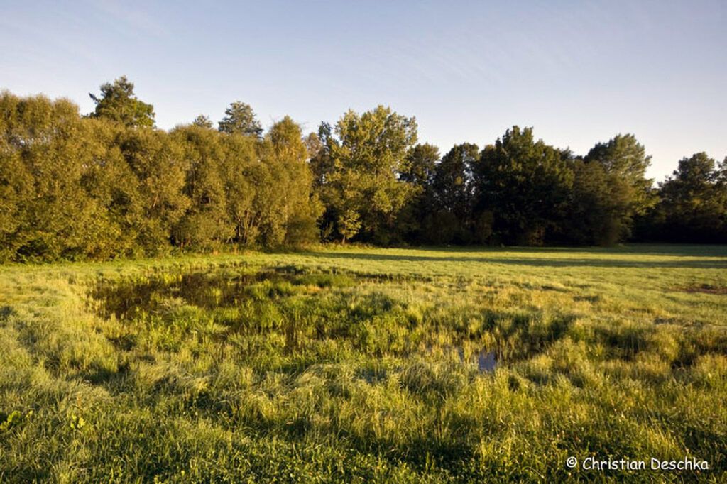 011_Amphibienprojekt