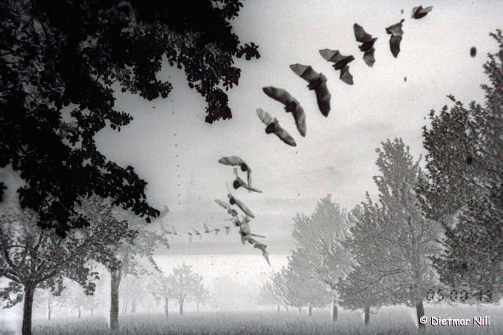 Mehrfachbelichtung, Stroboskopaufnahme. Die Fransenfledermaus verfuegt ueber Haerchen (Fransen) am Schwanzflughautsaum. Die Schwanzflughaut wird durch eine Knochenspange aufgespannt (Calcar). Der Ohrendeckel (Tragus) ist lang und schmal. Die Fransenfledermaus ist in ganz Europa bis nach Suedskandinavien und auch bis nach Asien verbreitet. Fransenfledermaeuse leben im Sommer in Baumhoehlen, Fledermauskaesten und anderen kleineren Hohlraeumen. Ihre Jagdgebiete erstrecken sich ungefaehr 3 km um die Quartiere. Sie fliegen und jagen stets nahe der Vegetation. Es besteht die Vermutung, dass die Haerchen als Tasthaare fungieren. Raupen und Spinnen, die an Spinnfaeden von Blaettern baumeln werden per Echoortung aufgespuert.