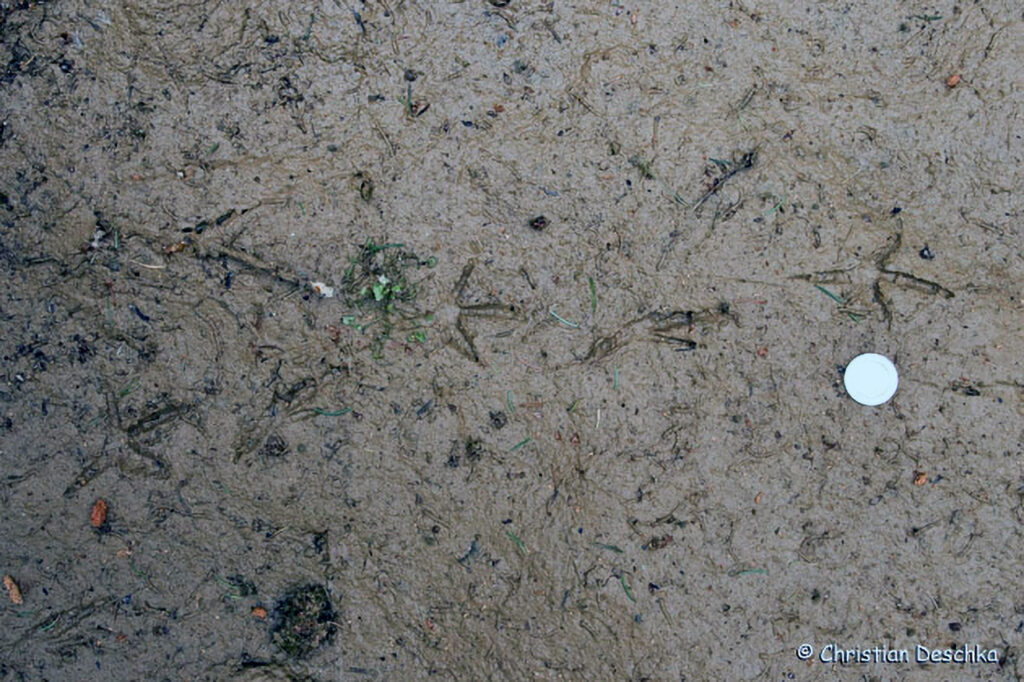 011_Tierspuren-Fotoquiz