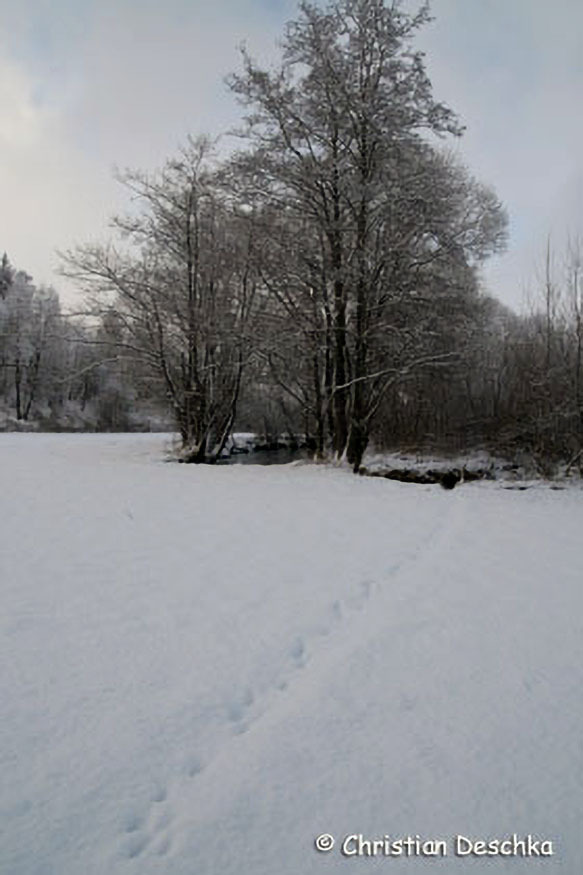 011_Tierspuren-im-Schnee