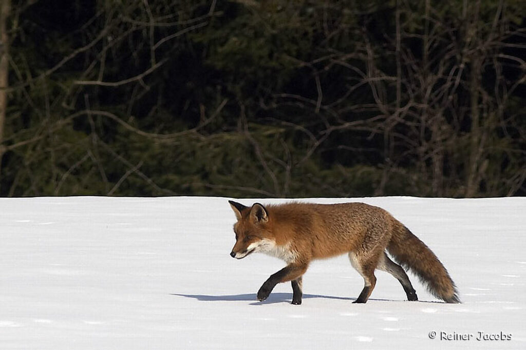 012_Rotfuchs