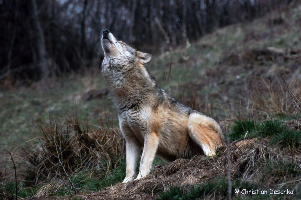 012_Wolf