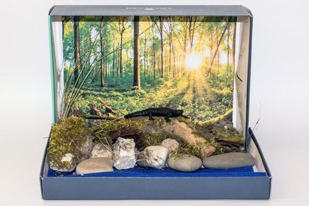 013_Alpensalamandermodell