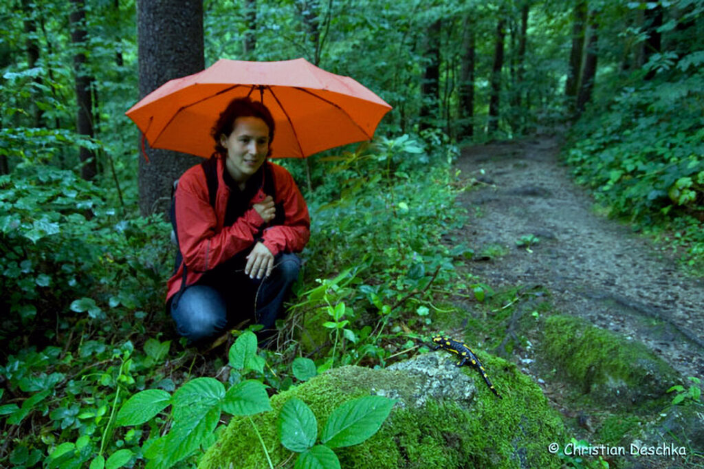 013_Feuersalamandermodell